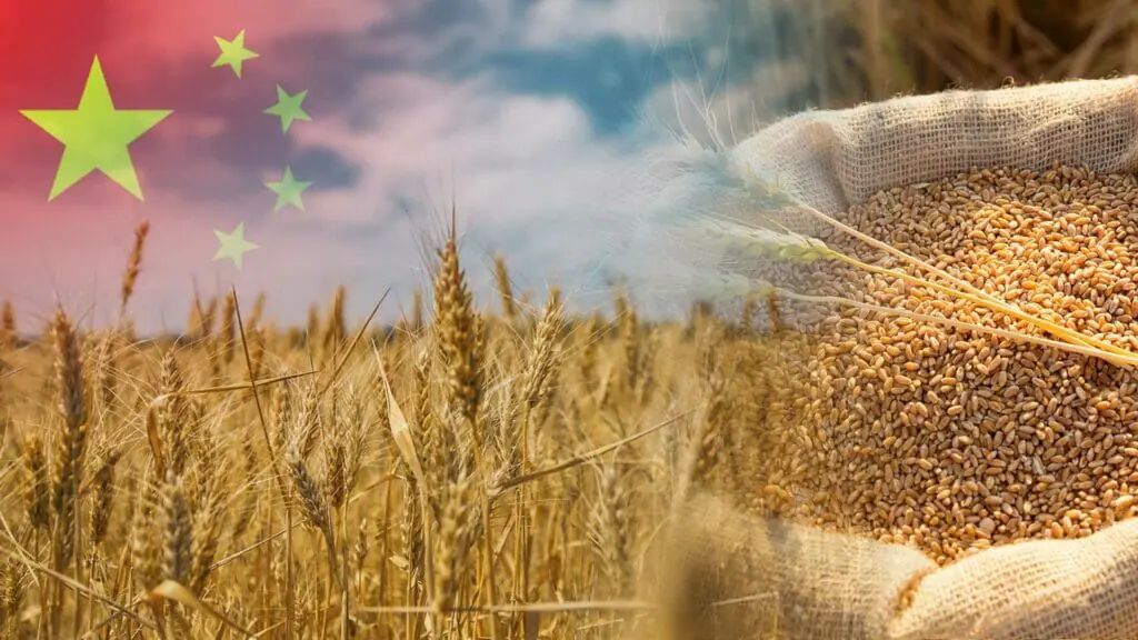 الصين تتوقع محصولا قياسيا من الحبوب في عام 2025
