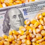 خبراء: أسعار الذرة الأوكرانية تصل إلى 230 دولارًا للطن في أكتوبر