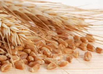 الولايات المتحدة تبيع 305.400 طن من القمح خلال الأسبوع الماضي