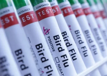 هولندا تقرر إعدام 71000 دجاجة بعد اكتشاف إصابتها بإنفلونزا الطيور