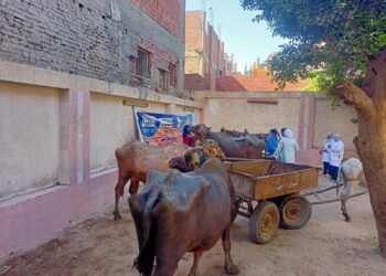 "الزراعة" تطلق قافلة بيطرية مجانية بالجيزة لتقديم الفحص والعلاج لأكثر من 1000 رأس ماشية