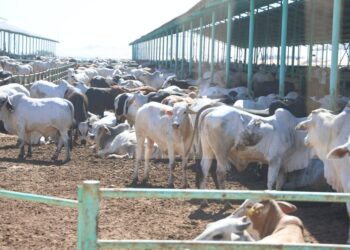 وزيرا الزراعة والتنمية المحلية يتفقدان مشروع الإنتاج الحيواني ومجمع تمور الوادي الجديد