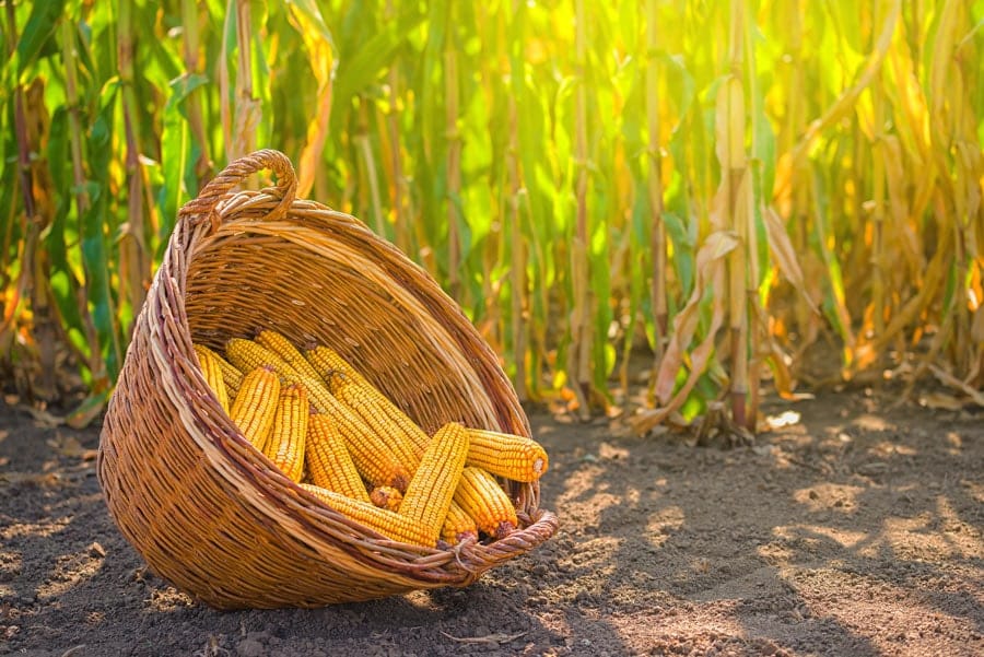 بورصة الحبوب| الذرة تغلق آخر جلسات الأسبوع على خسائر