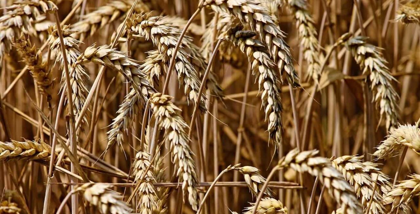 أداء متباين لعقود القمح الآجلة عند الإغلاق في آخر جلسات الأسبوع