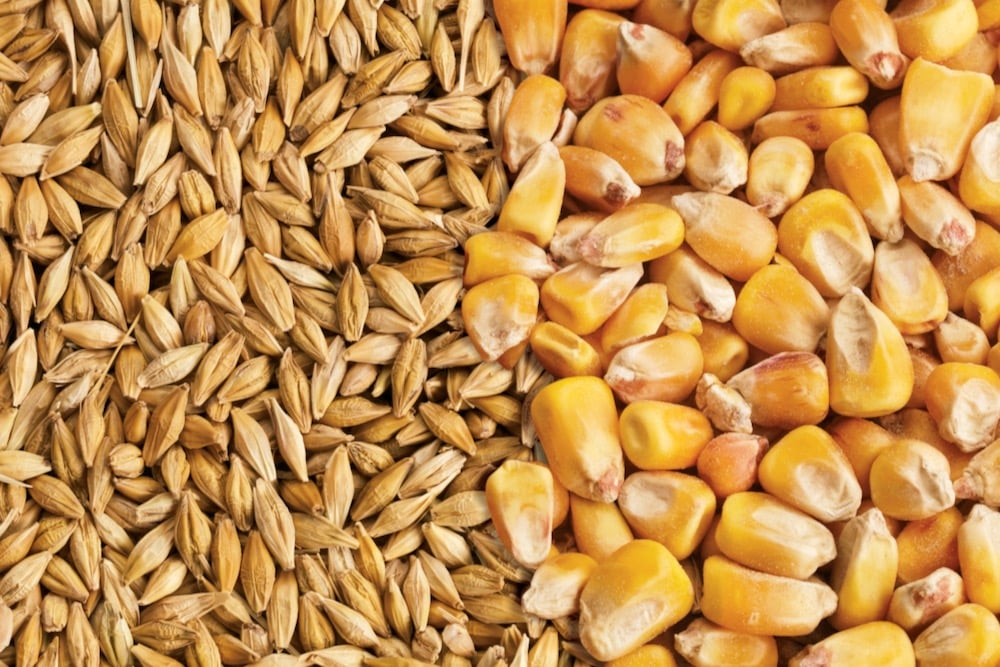 الفاو