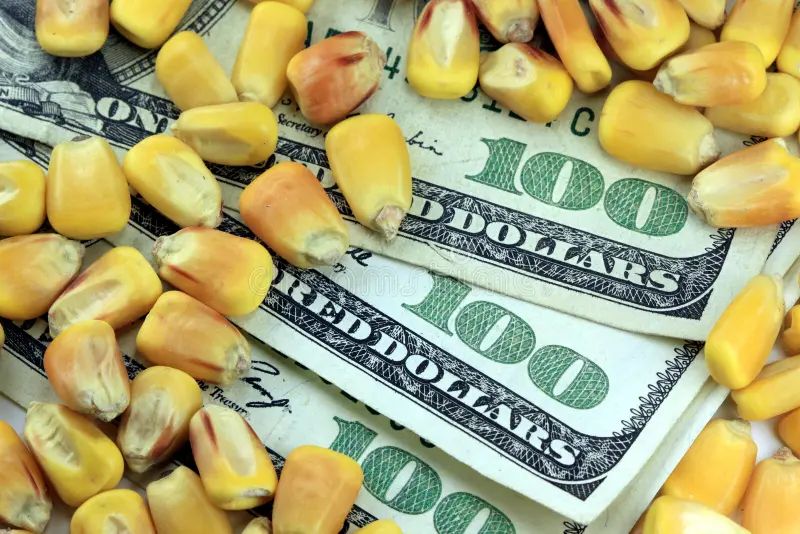 أسعار الذرة في أوكرانيا تنخفض تحت ضغط انخفاض أسعار سوق الأسهم
