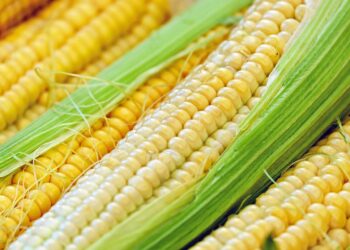 روسيا تخفض الرسوم الجمركية على الذرة بأكثر من 50% والقمح 20% خلال الفترة 8 إلى 14 أكتوبر