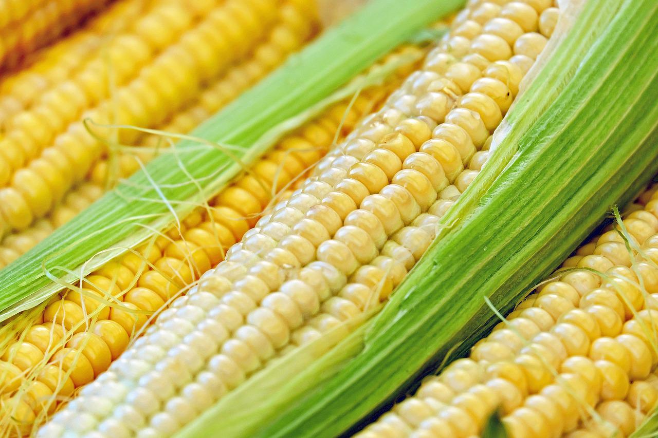 روسيا تخفض الرسوم الجمركية على الذرة بأكثر من 50% والقمح 20% خلال الفترة 8 إلى 14 أكتوبر