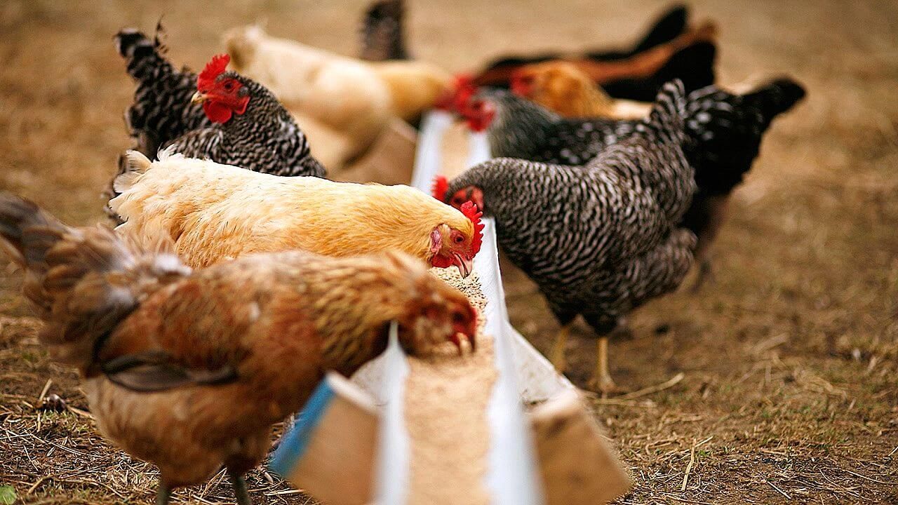 أسعار البيض في إندونيسيا ترتفع بشكل حاد بسبب نقص الذرة