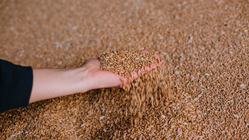 ستزيد روسيا حصص تصدير الحبوب في عام 2026