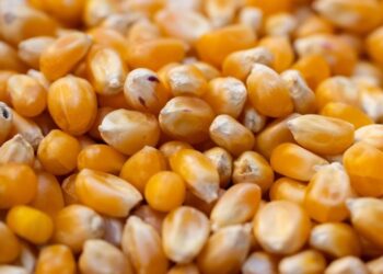 تركيا تزيد حصص الاستيراد المعفاة من الرسوم الجمركية للشعير والذرة