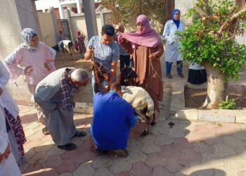 "البحوث الزراعية" يطلق 3 قوافل بيطرية مجانية في القليوبية لدعم صغار المربين