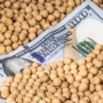 أسعار فول الصويا في أوكرانيا آخذة في الارتفاع بعد أسعار سوق الأسهم