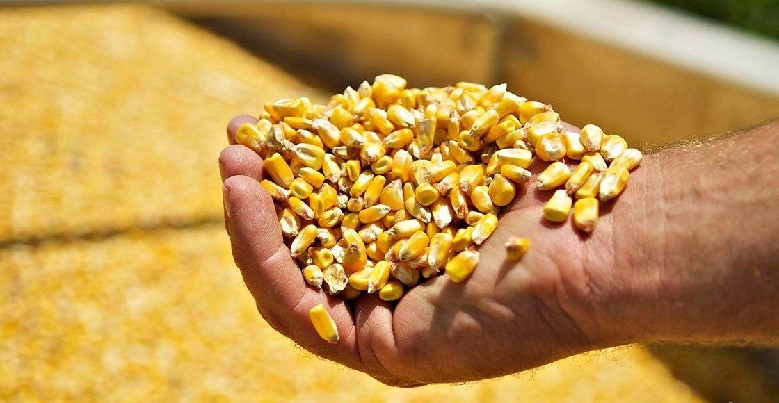 تايوان تطرح مناقصة لشراء 65,000 طن من الذرة