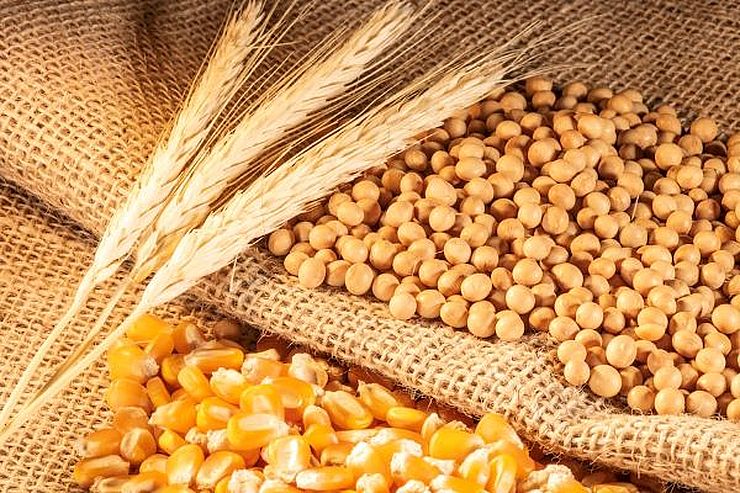 بورصة الحبوب| ارتفاع أسعار القمح والذرة وفول الصويا في ختام تداولات الأربعاء