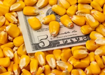أسعار الذرة في السوق الأوكرانية ترتفع وسط طلب قوي