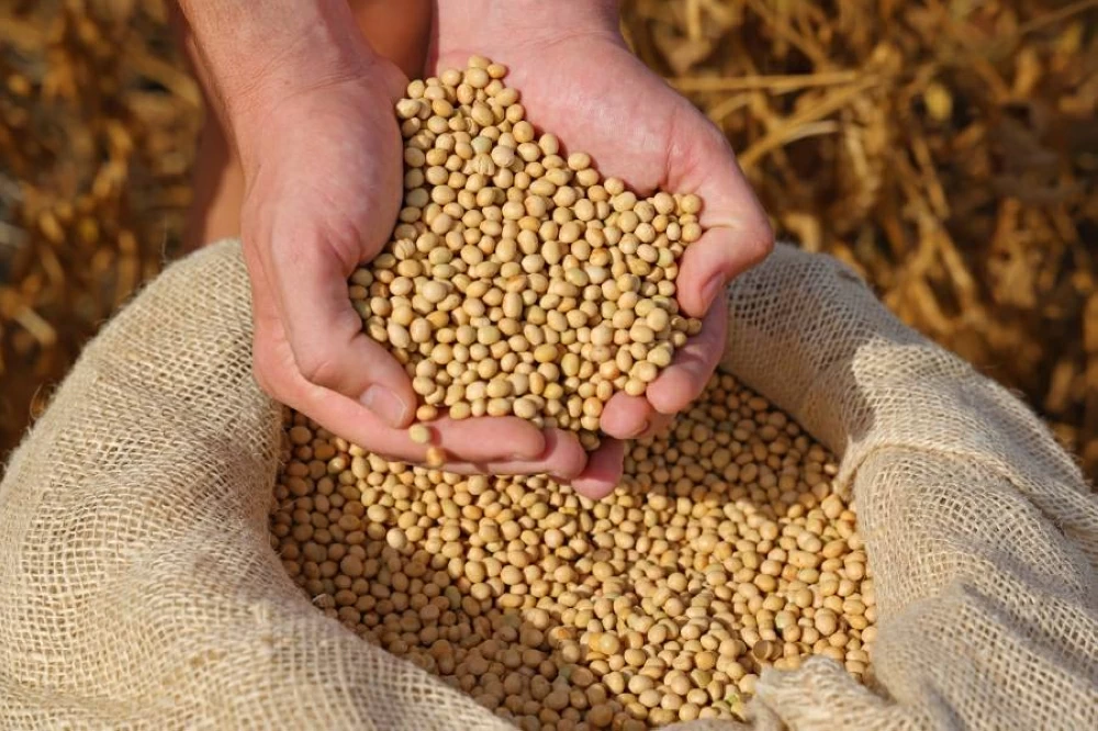 فول الصويا