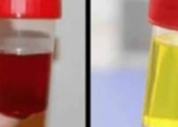 الأبقار
