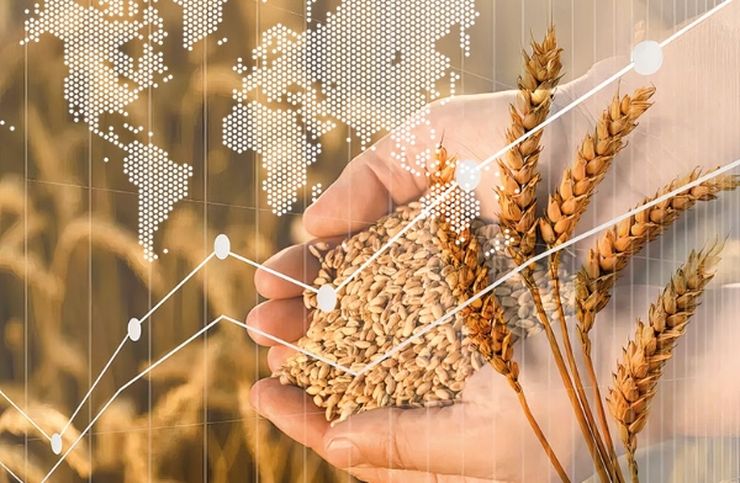 عقود القمح الآجلة تنهي تداولاتها على انخفاض يوم الجمعة