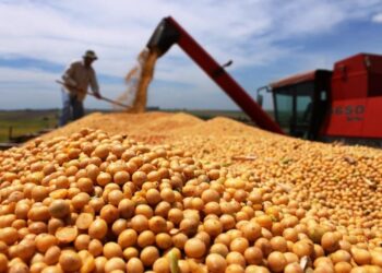 ثبات أسعار شحن فول الصويا في الخليج الأمريكي على أساس CIF/FOB وتراجع عروض شراء الذرة