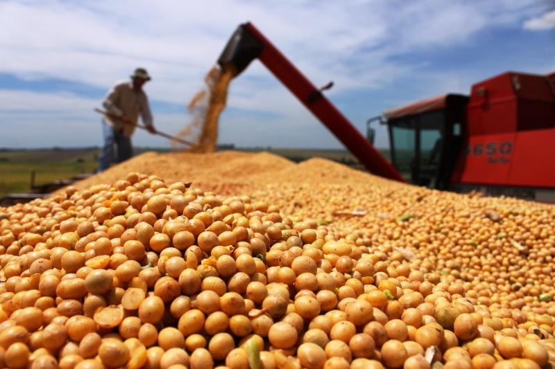 ثبات أسعار شحن فول الصويا في الخليج الأمريكي على أساس CIF/FOB وتراجع عروض شراء الذرة