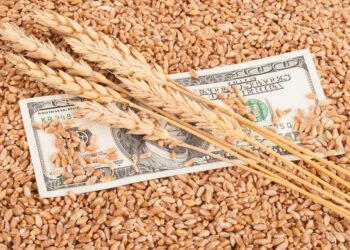 انخفاض متوسط سعر القمح الروسي بنسبة 5% خلال العام