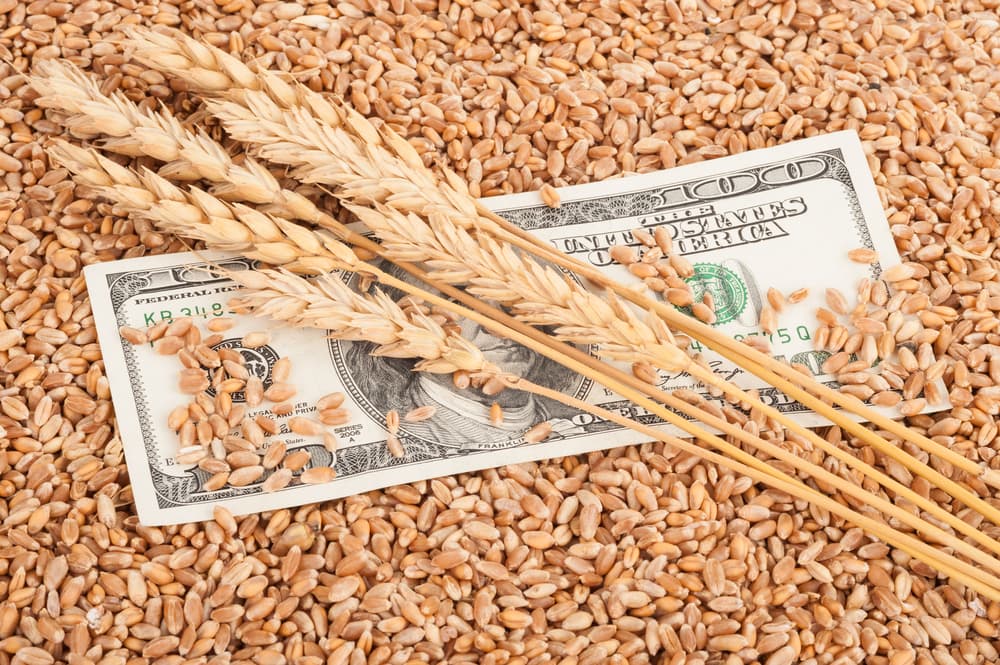 انخفاض متوسط سعر القمح الروسي بنسبة 5% خلال العام