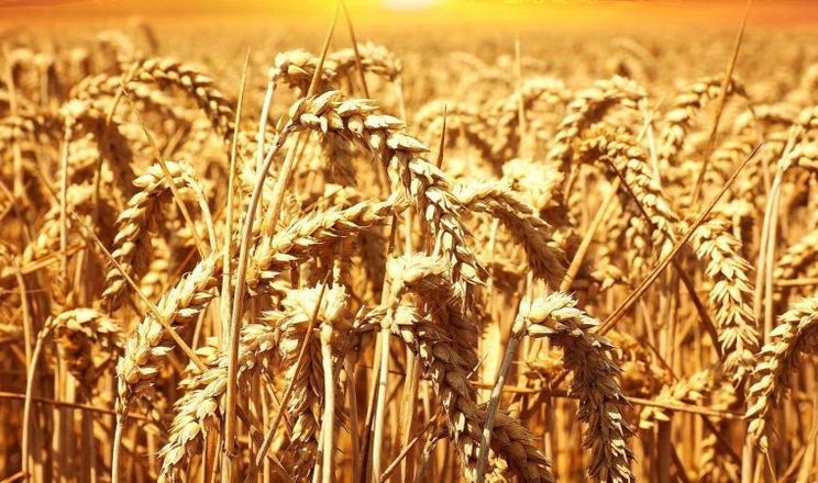 بورصة الحبوب| القمح ينخفض قبل مفاوضات السلام بين زيلينسكي وترامب
