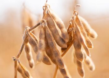 تقديرات محصول فول الصويا في البرازيل تتجاوز التوقعات مرة أخرى