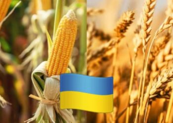إنتاج الذرة في أوكرانيا يرتفع 15% بفضل الطقس المناسب