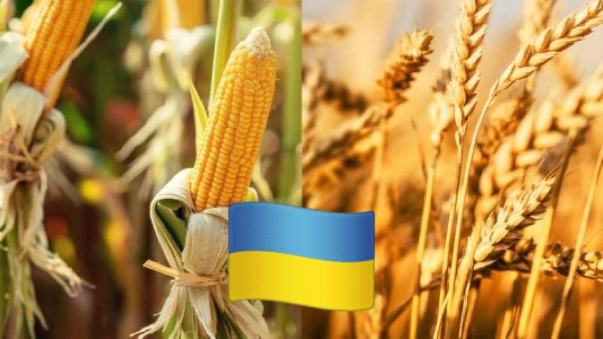 إنتاج الذرة في أوكرانيا يرتفع 15% بفضل الطقس المناسب