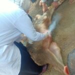 "الزراعة": فحص وعلاج 3441 رأس ماشية بالمجان في المنوفية وبني سويف