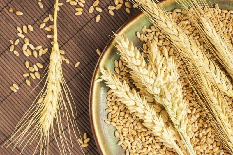 مصر تحل بالمرتبة الأولى في صادرات القمح الروسي خلال النصف الأول من الموسم