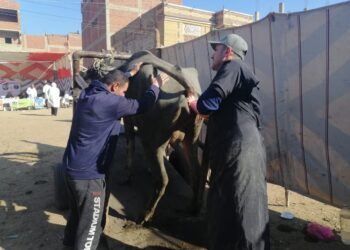 تقديم الكشف والعلاج لـ 483 حيوانا وماشية و 960 طائرا خلال قافلة بيطرية في الغربية