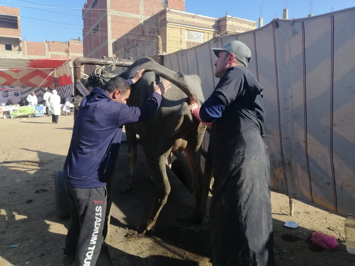 تقديم الكشف والعلاج لـ 483 حيوانا وماشية و 960 طائرا خلال قافلة بيطرية في الغربية