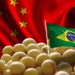 توقعات بانخفاض صادرات الصويا البرازيلية إلى الصين بـ 10 ملايين طن في عام 2026