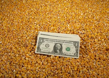 استمرار ارتفاع أسعار الذرة في أوكرانيا