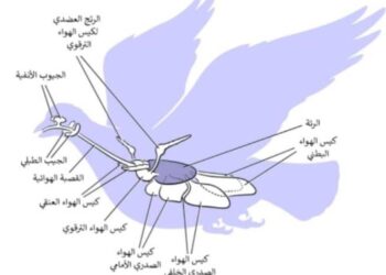 الطيور