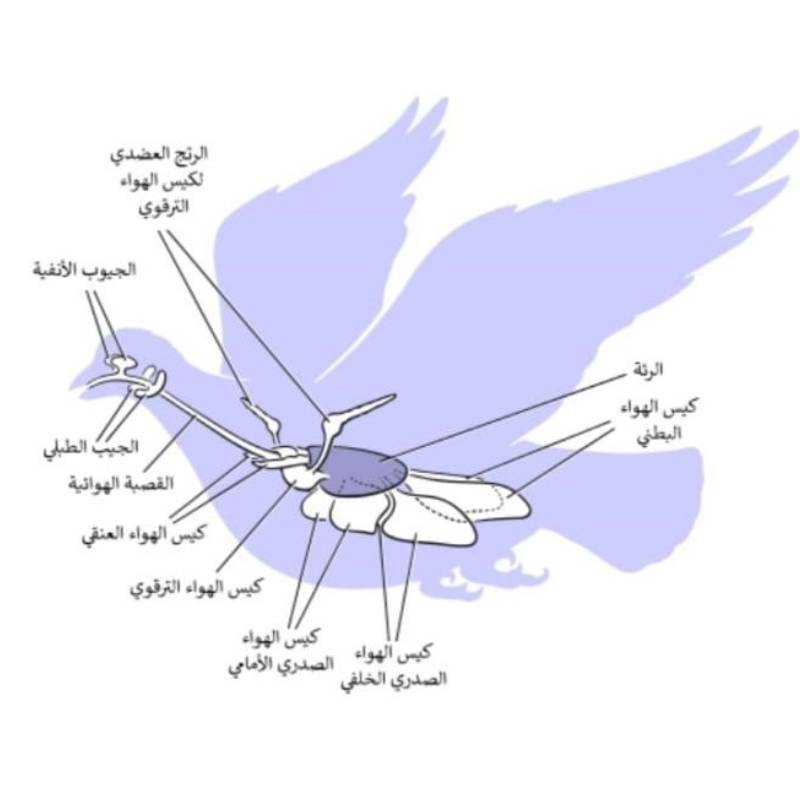 الطيور