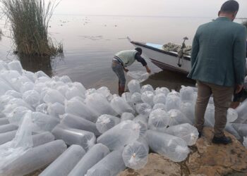 زريعة طوبار