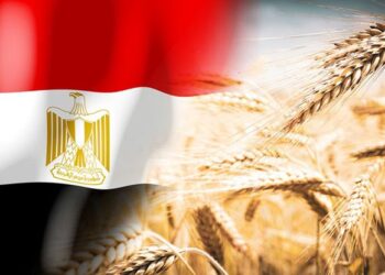 القمح