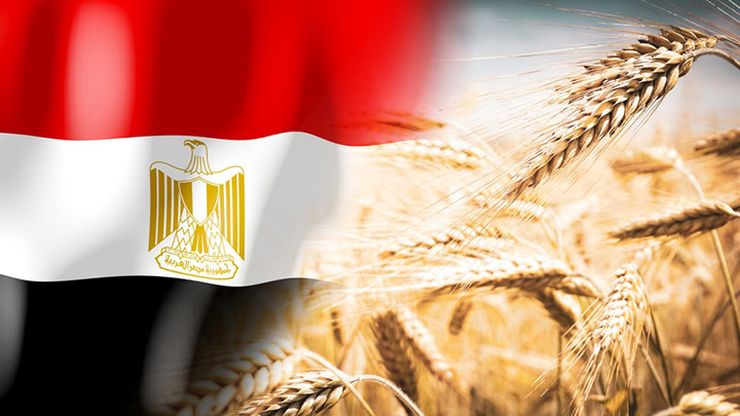 القمح