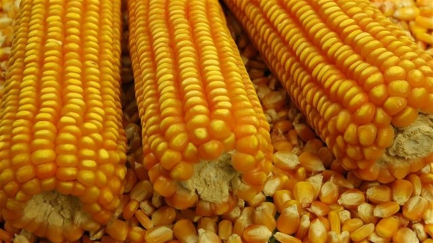 الذرة