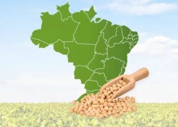 فول الصويا