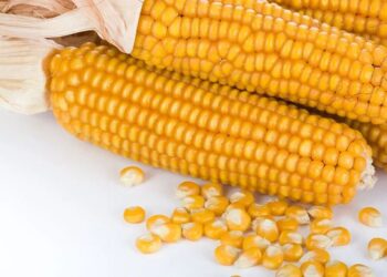 الذرة
