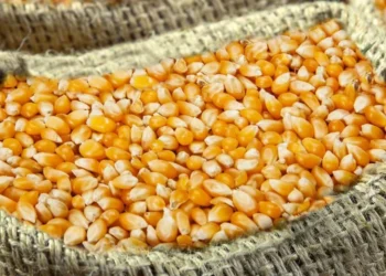 الذرة