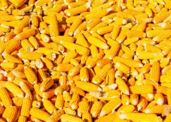 أسعار الذرة