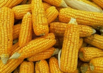 الذرة