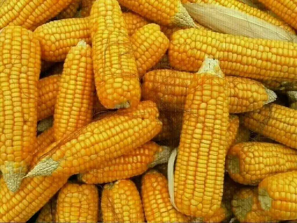 الذرة