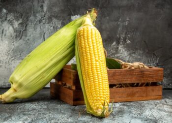 أسعار الذرة تستمر بالانخفاض في أوكرانيا بسبب تراجع الطلب على الصادرات